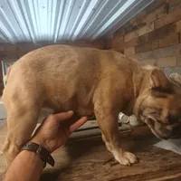 FrecklesSPAYED, a female French Bulldog for sale in Marietta, OK – Photo 7 of 9