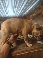 FrecklesSPAYED, a female French Bulldog for sale in Marietta, OK – Photo 8 of 9