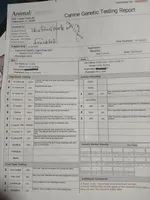 FrecklesSPAYED, a female French Bulldog for sale in Marietta, OK – Photo 9 of 9