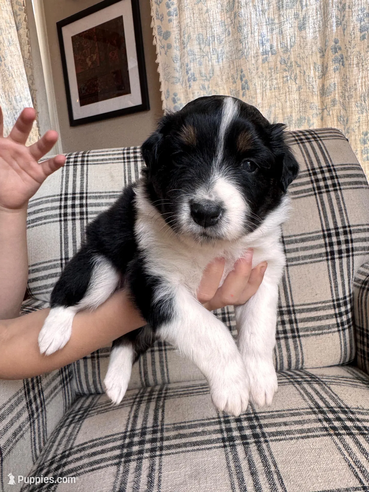 Rosalina – Australian Shepherd puppy for sale in New Kent, VA