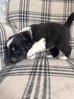 Peach, a female Australian Shepherd for sale in New Kent, VA – Photo 3 of 3