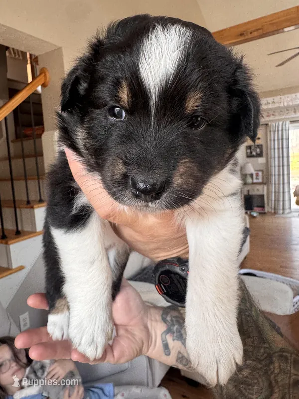 Peach – Australian Shepherd puppy for sale in New Kent, VA
