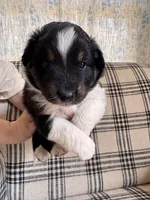 Peach, a female Australian Shepherd for sale in New Kent, VA – Photo 2 of 3