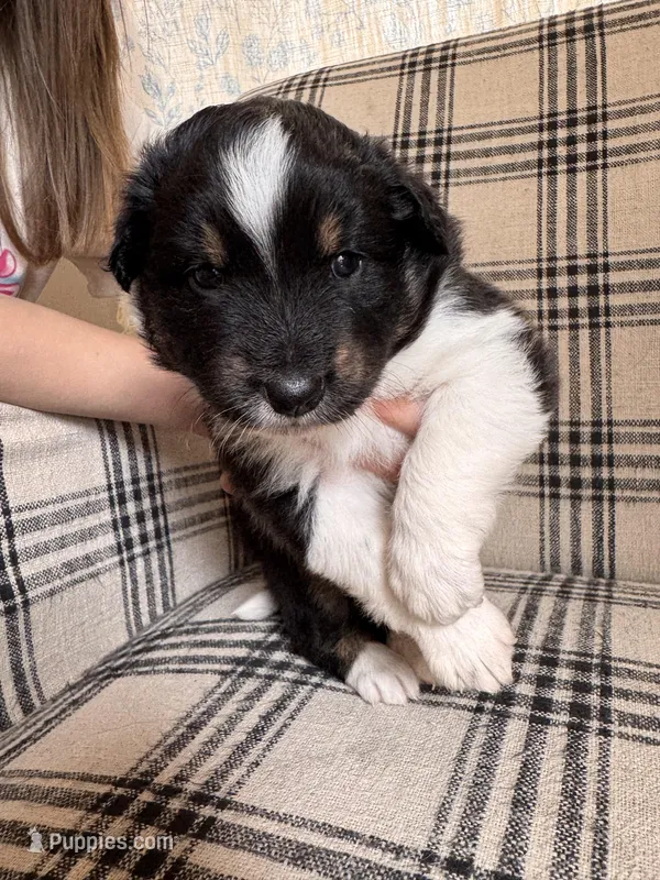 Peach – Australian Shepherd puppy for sale in New Kent, VA