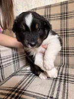 Peach, a female Australian Shepherd for sale in New Kent, VA – Photo 1 of 3