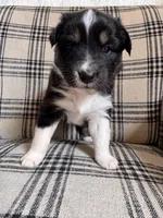 Daisy, a female Australian Shepherd for sale in New Kent, VA – Photo 3 of 3