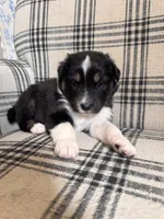 Daisy, a female Australian Shepherd for sale in New Kent, VA – Photo 2 of 3