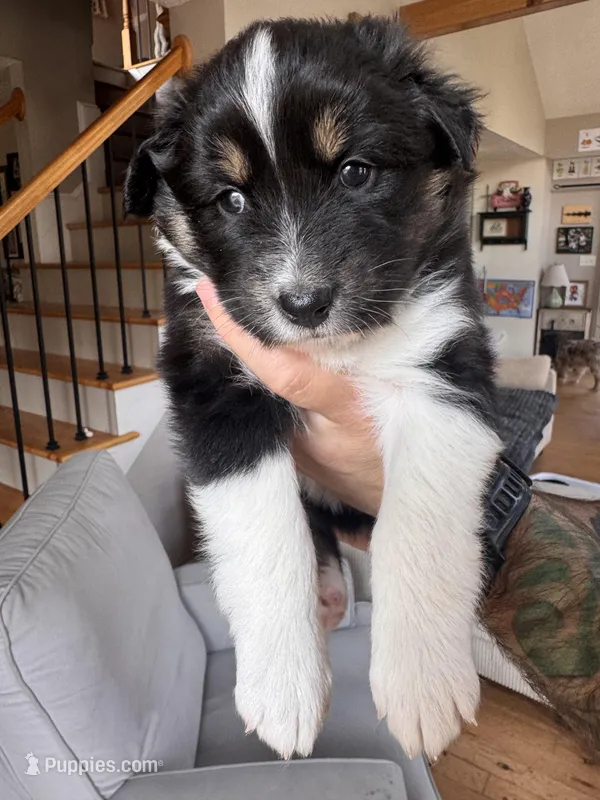 Daisy – Australian Shepherd puppy for sale in New Kent, VA