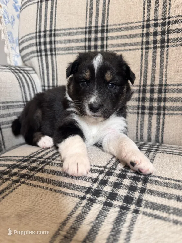 Daisy – Australian Shepherd puppy for sale in New Kent, VA