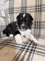 Daisy, a female Australian Shepherd for sale in New Kent, VA – Photo 1 of 3