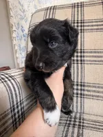 Bowser, a male Australian Shepherd for sale in New Kent, VA – Photo 2 of 2