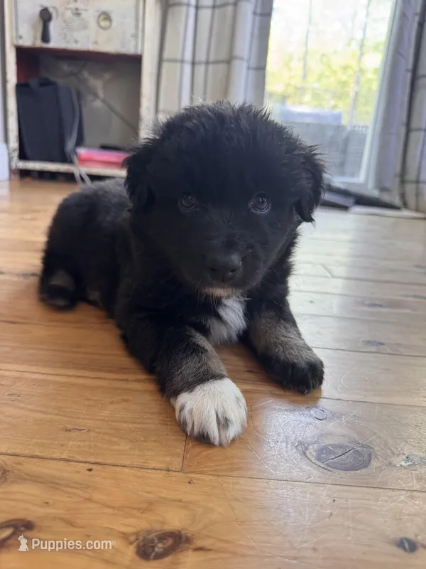 Bowser – Australian Shepherd puppy for sale in New Kent, VA