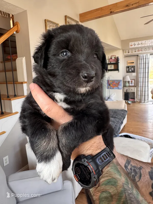 Bowser – Australian Shepherd puppy for sale in New Kent, VA