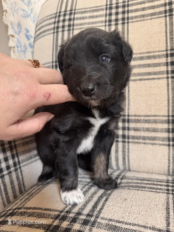 Bowser – Australian Shepherd puppy for sale in New Kent, VA