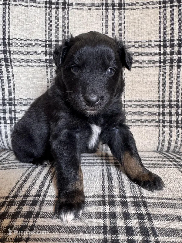 Toad – Australian Shepherd puppy for sale in New Kent, VA