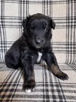 Toad, a male Australian Shepherd for sale in New Kent, VA – Photo 1 of 5