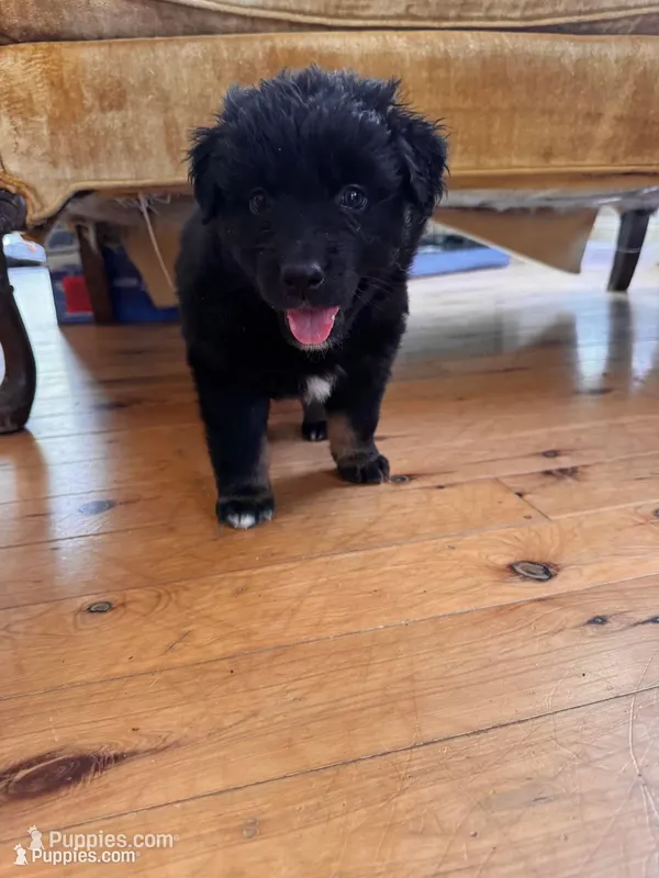 Toad – Australian Shepherd puppy for sale in New Kent, VA