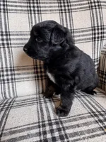 Toad, a male Australian Shepherd for sale in New Kent, VA – Photo 3 of 5