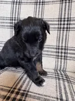 Toad, a male Australian Shepherd for sale in New Kent, VA – Photo 5 of 5