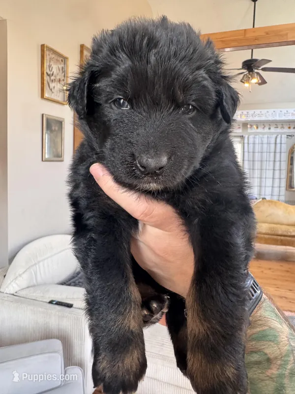Toad – Australian Shepherd puppy for sale in New Kent, VA
