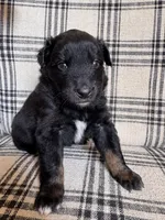 Toad, a male Australian Shepherd for sale in New Kent, VA – Photo 4 of 5