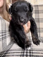 Toad, a male Australian Shepherd for sale in New Kent, VA – Photo 2 of 5