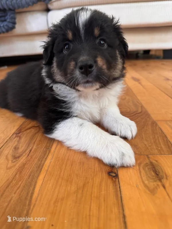 Peach – Australian Shepherd puppy for sale in New Kent, VA