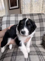 Rosalina, a female Australian Shepherd for sale in New Kent, VA – Photo 2 of 3
