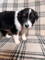 Rosalina, a female Australian Shepherd for sale in New Kent, VA – Photo 3 of 3