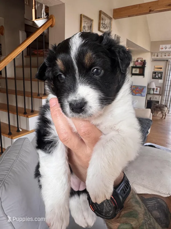 Rosalina – Australian Shepherd puppy for sale in New Kent, VA