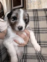 Mario, a male Australian Shepherd for sale in New Kent, VA – Photo 2 of 3