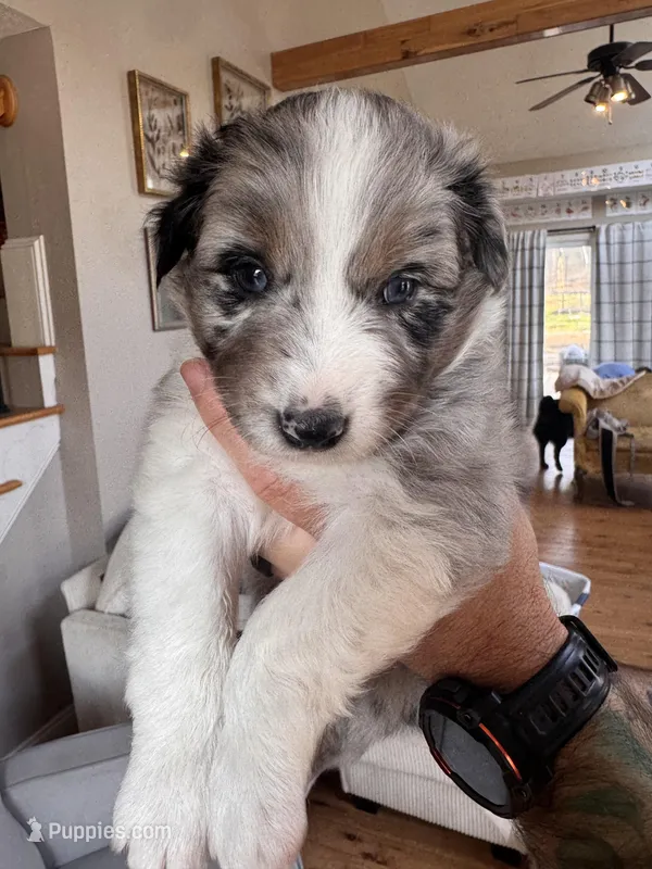 Mario – Australian Shepherd puppy for sale in New Kent, VA