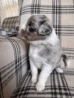 Mario, a male Australian Shepherd for sale in New Kent, VA – Photo 3 of 3