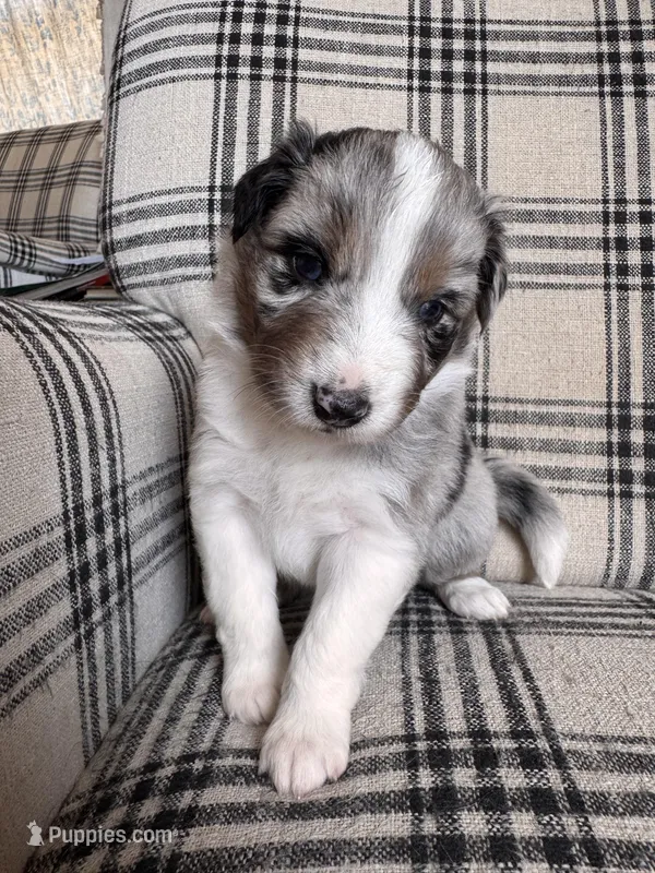 Mario – Australian Shepherd puppy for sale in New Kent, VA