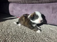 Red Boy, a male Bernedoodle for sale in Tremonton, UT – 3 of 4