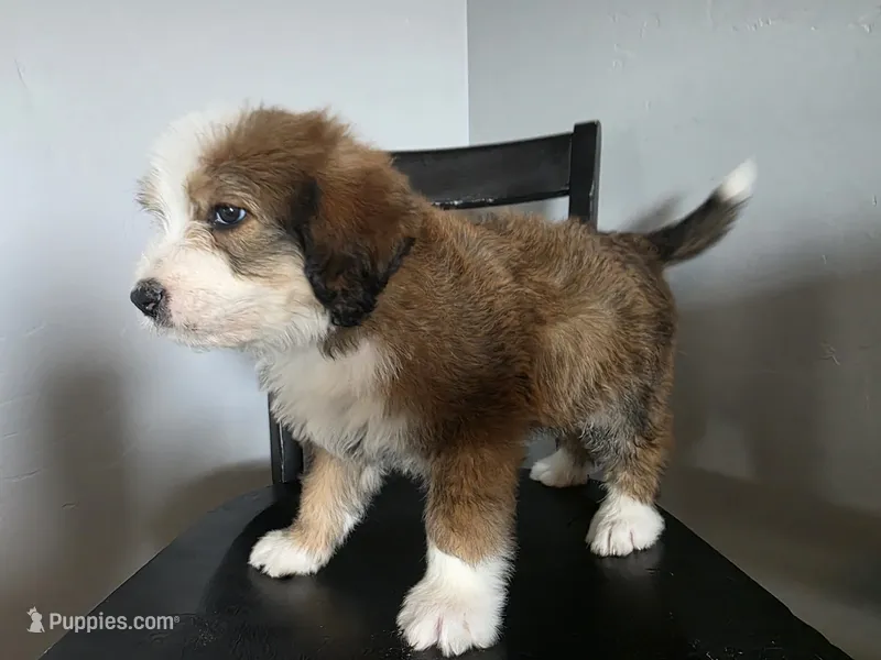 Green Boy – Bernedoodle puppy for sale in Tremonton, UT