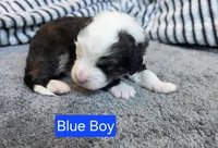 Blue Boy, a male Bernedoodle for sale in Tremonton, UT – 3 of 4
