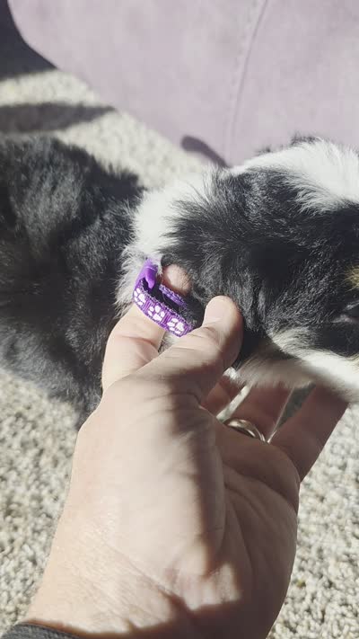 Purple Boy, a male Bernedoodle for sale in Tremonton, UT – 5 of 6