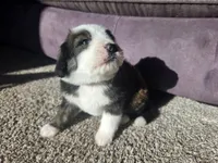 Red Boy, a male Bernedoodle for sale in Tremonton, UT – 2 of 4
