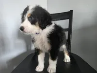 Purple Boy, a male Bernedoodle for sale in Tremonton, UT – 3 of 6