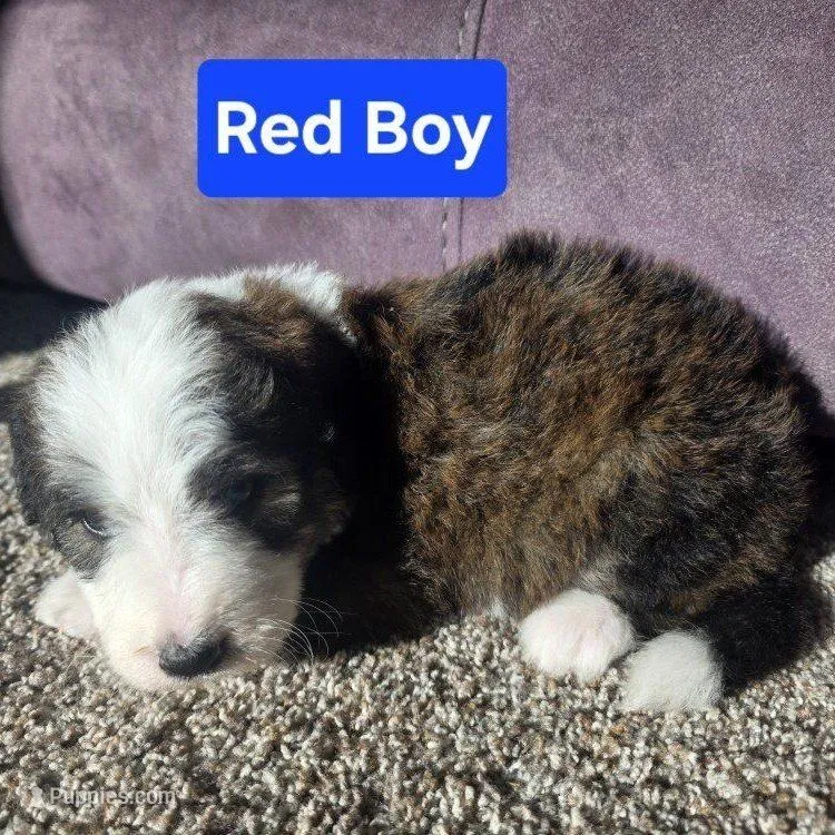 Red Boy – Bernedoodle puppy for sale in Tremonton, UT