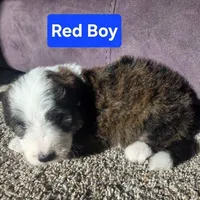 Red Boy, a male Bernedoodle for sale in Tremonton, UT – 1 of 4