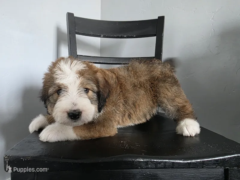 Green Boy – Bernedoodle puppy for sale in Tremonton, UT
