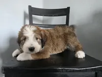 Green Boy, a male Bernedoodle for sale in Tremonton, UT – 1 of 10