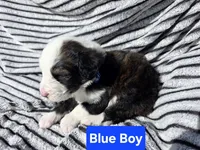 Blue Boy, a male Bernedoodle for sale in Tremonton, UT – 2 of 4