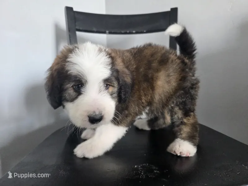 Red Boy – Bernedoodle puppy for sale in Tremonton, UT