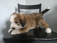 Green Boy, a male Bernedoodle for sale in Tremonton, UT – 4 of 10