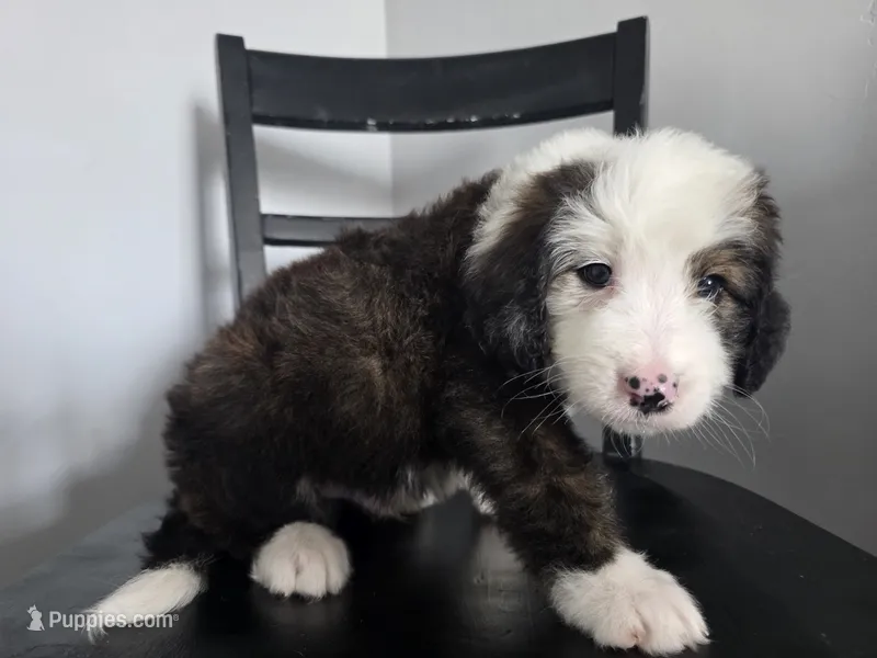 Blue Boy – Bernedoodle puppy for sale in Tremonton, UT