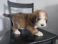 Green Boy, a male Bernedoodle for sale in Tremonton, UT – 3 of 10