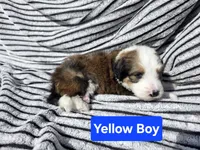 Yellow Boy, a male Bernedoodle for sale in Tremonton, UT – 2 of 4